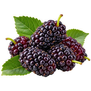 MULBERRY