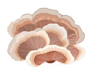 TURKEY TAIL
